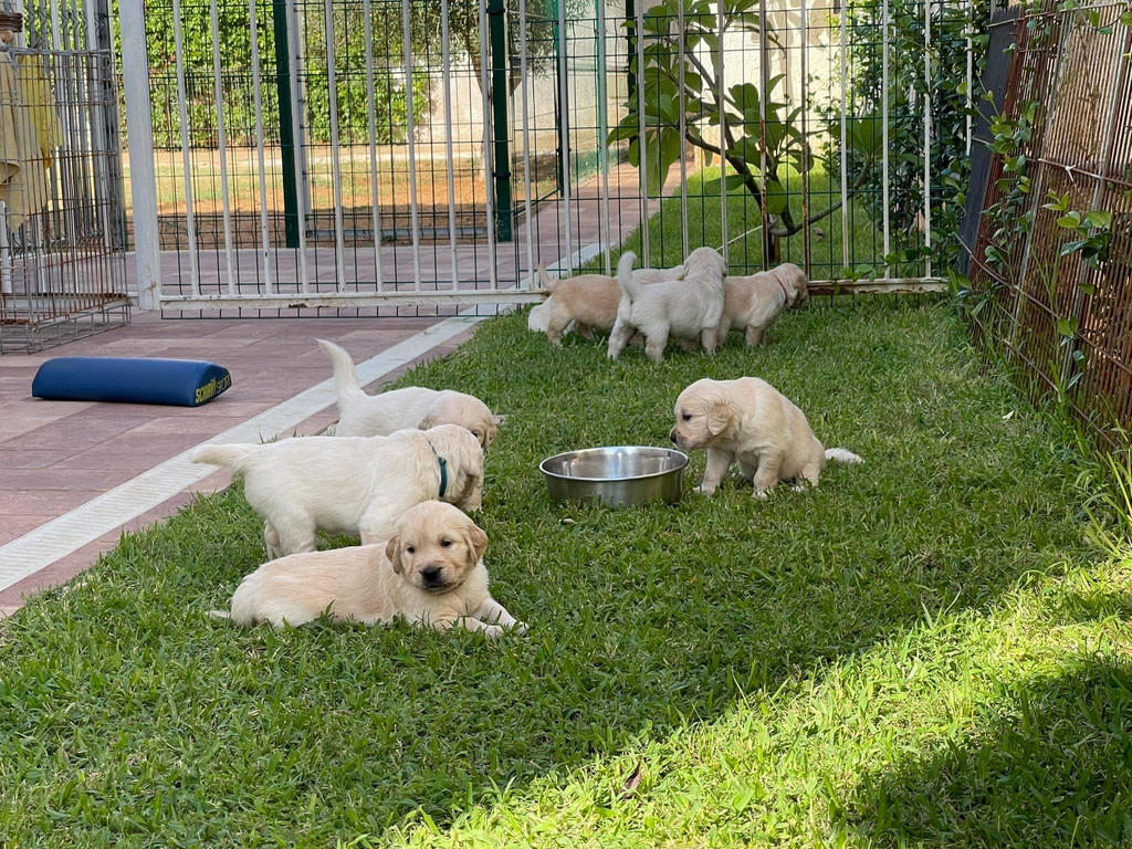 Allevamento Golden Retriever in Sicilia – Howl Song | Isola delle Femmine (PA) 6 Allevamento Golden Retriever in Sicilia – Howl Song | Isola delle Femmine (PA)