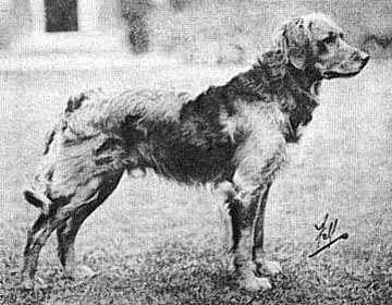 Storia del Golden Retriever