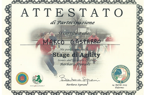 Stage di Agility