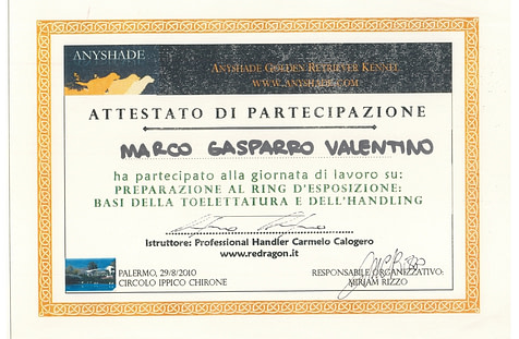 Preparazione al Ring d’esposizione