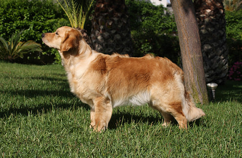 Goldentail Mexican Pepper