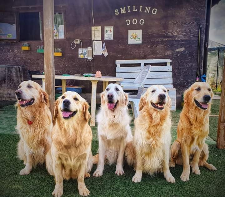 Centro Cinofilo Smiling Dog, Palermo