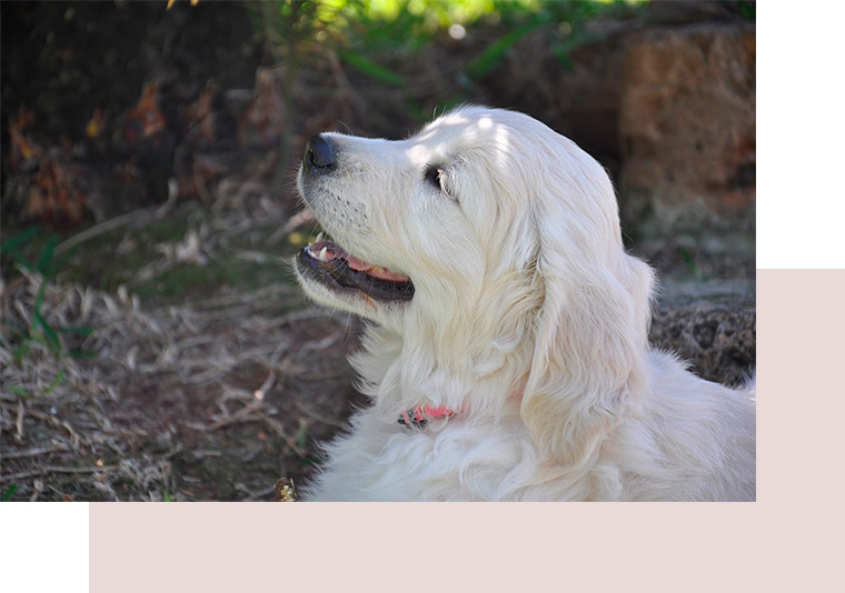 Allevamento Golden Retriever in Sicilia – Howl Song | Isola delle Femmine (PA) 8 Allevamento Golden Retriever in Sicilia – Howl Song | Isola delle Femmine (PA)