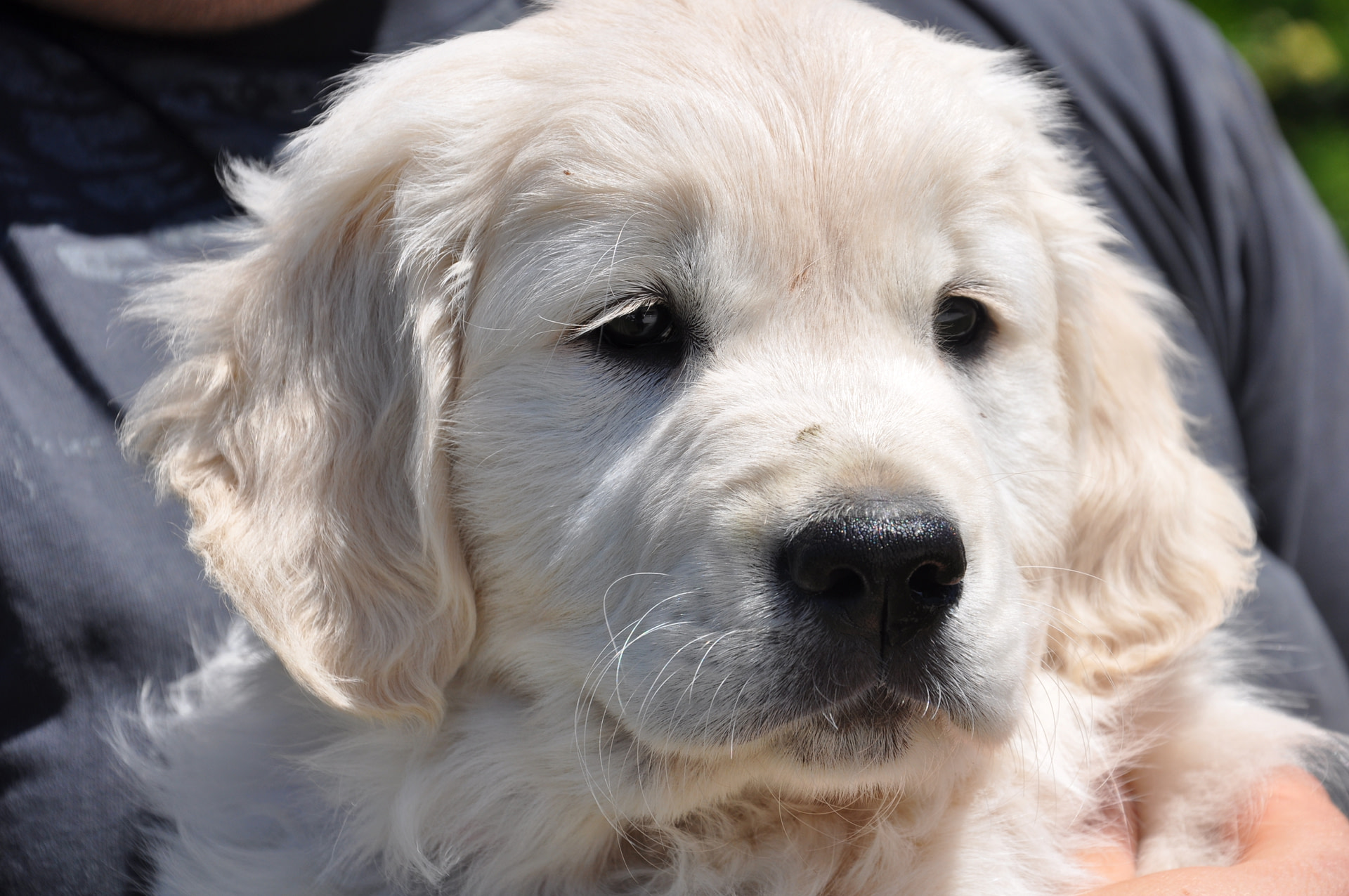 Fairy Tale v.d. Beerse Hoeve