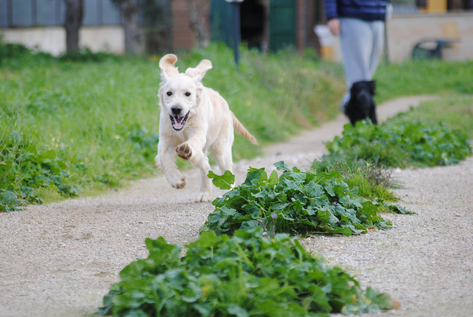 Howl Song Grace Kelly