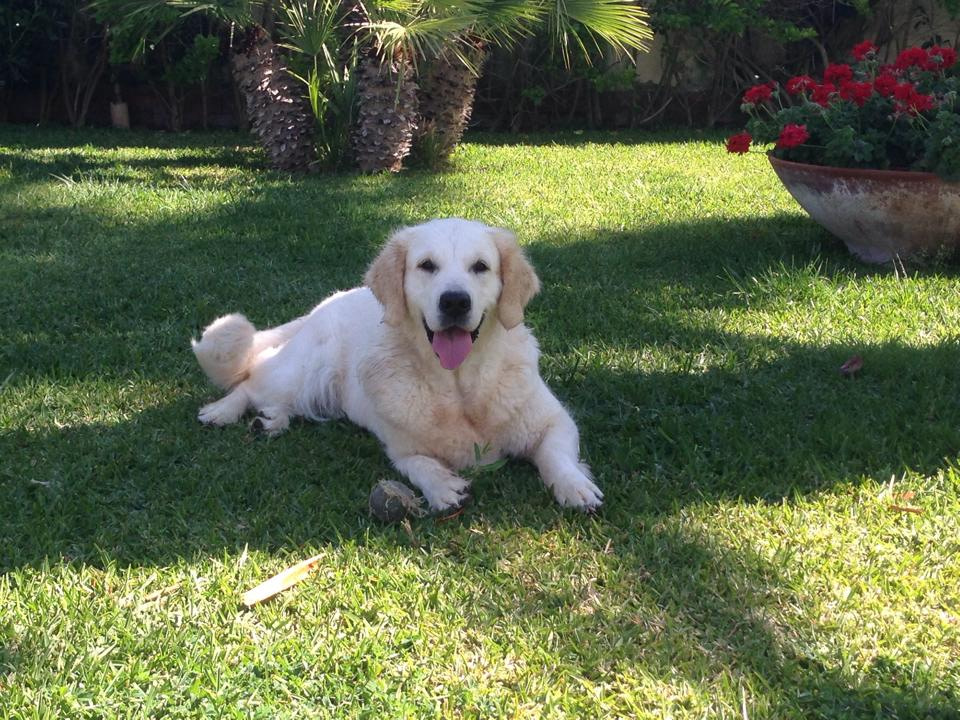 Cucciolata 2014