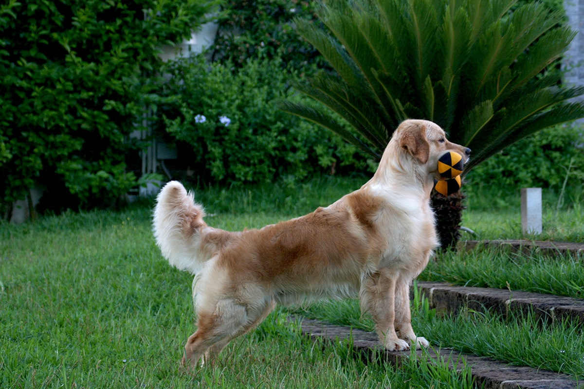 Goldentail Mexican Pepper