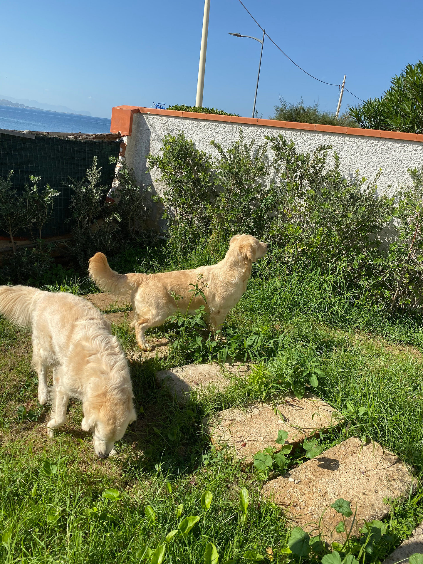 Cucciolata 2020
