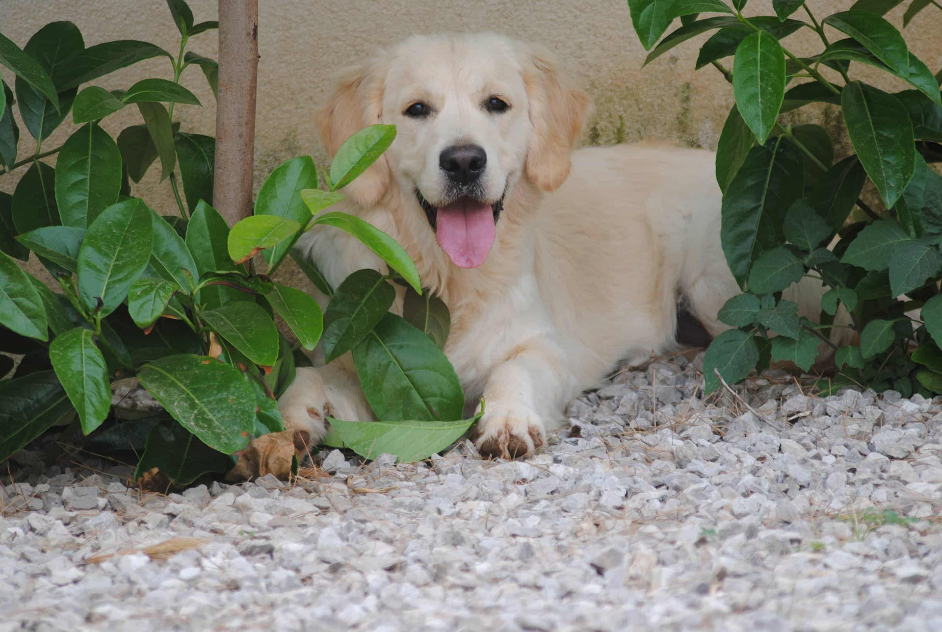 Cucciolata 2020