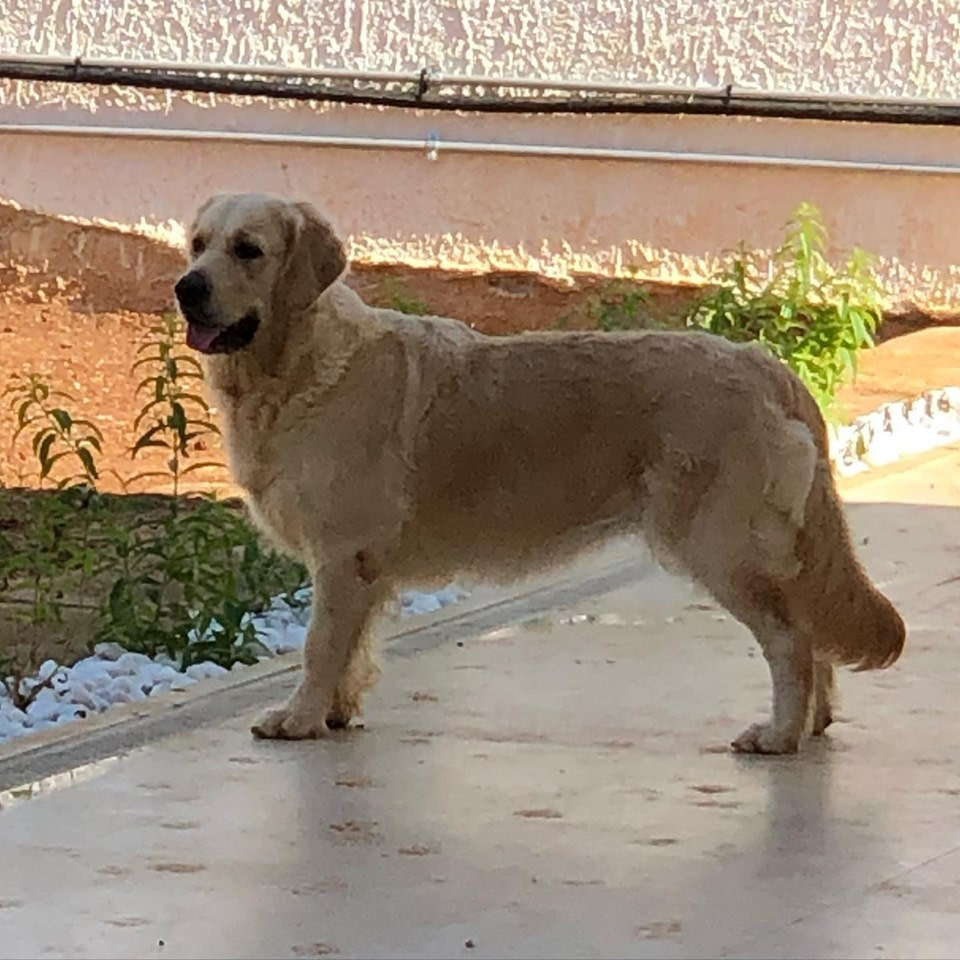 Cucciolata 2020